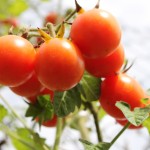 Matina-Tomato_92159-150x150 paradajz free